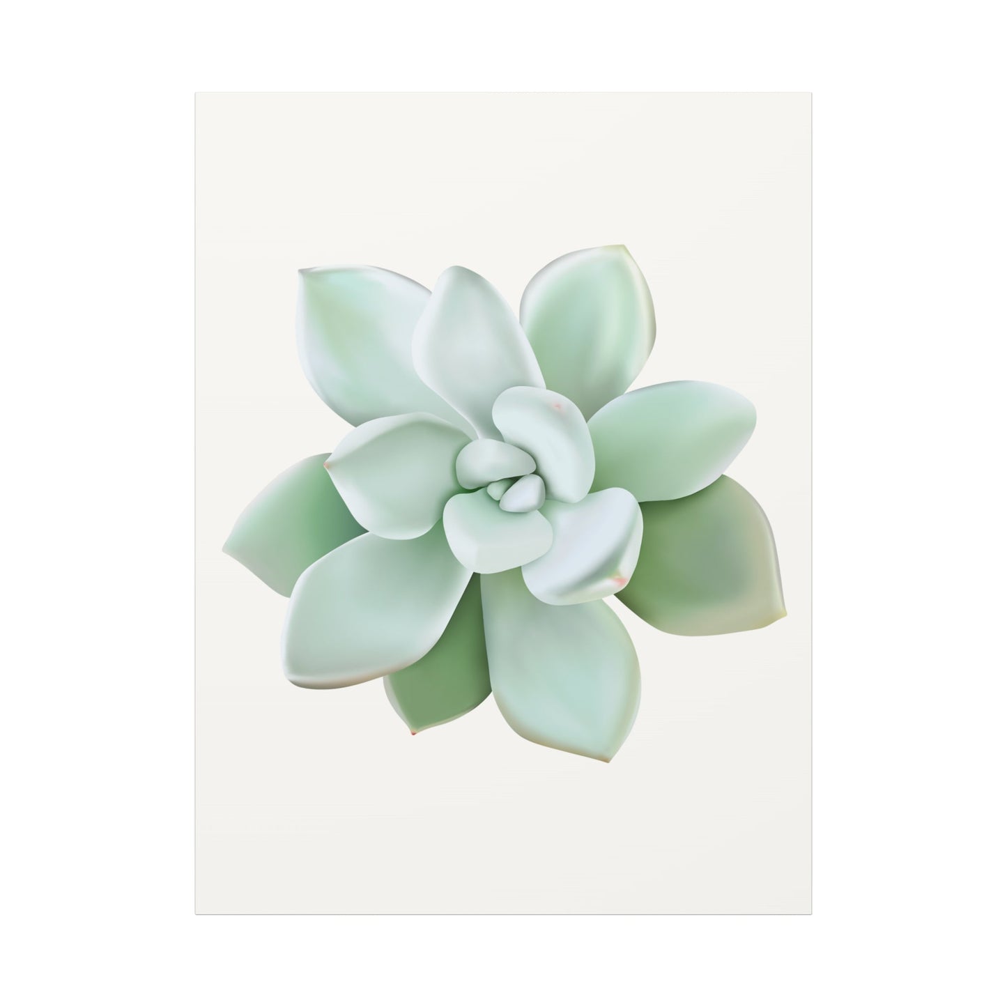 Pachyveria Haagei Succulent Canvas Print – Botanical Wall Art