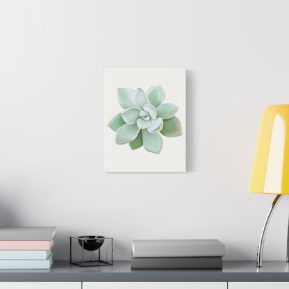 Pachyveria Haagei Succulent Canvas Print – Botanical Wall Art