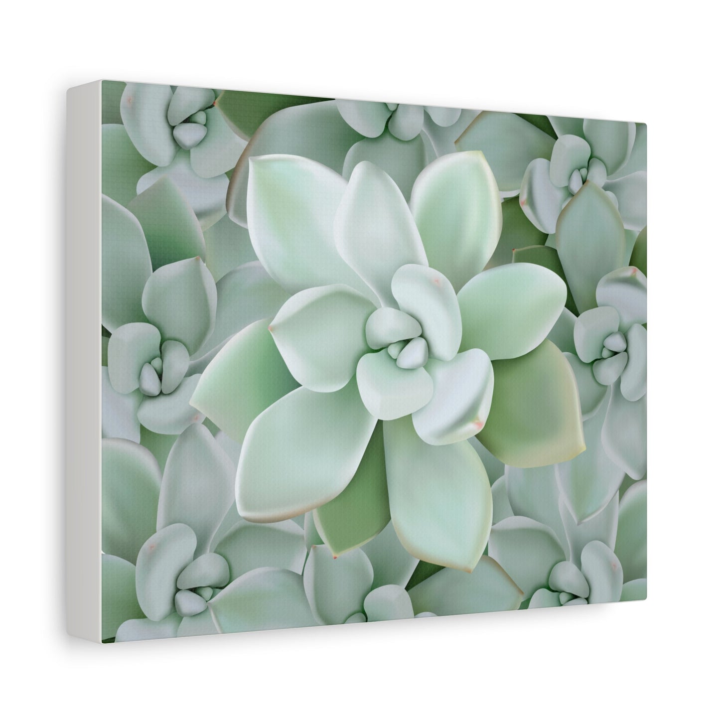 Pachyveria Haagei Succulent Pattern Canvas Print – Botanical Wall Art