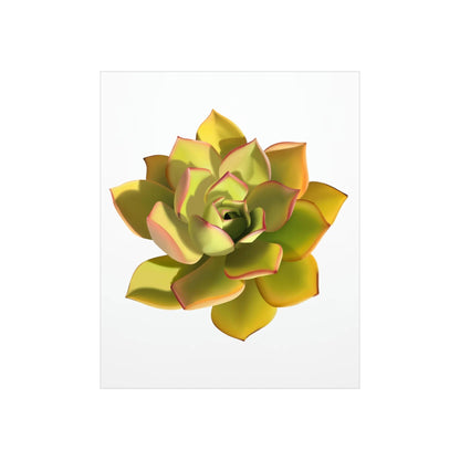 Noble Aeonium Succulent Botanical Print – Unframed Wall Art