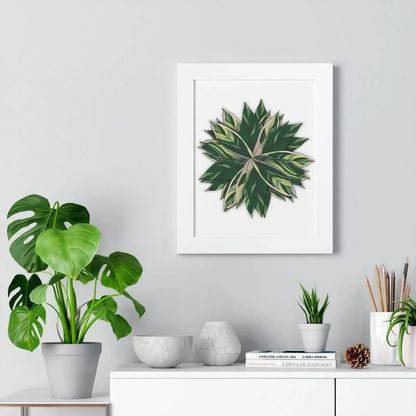 Stromanthe Triostar Framed Print – Botanical Wall Art