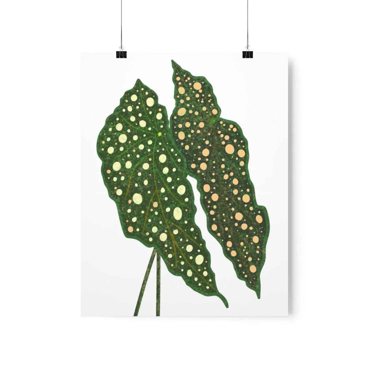 Begonia Maculata Botanical Print – Unframed Wall Art