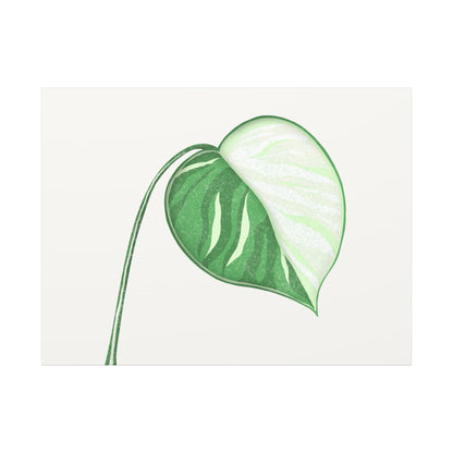 Monstera Albo Canvas Print – Botanical Wall Art