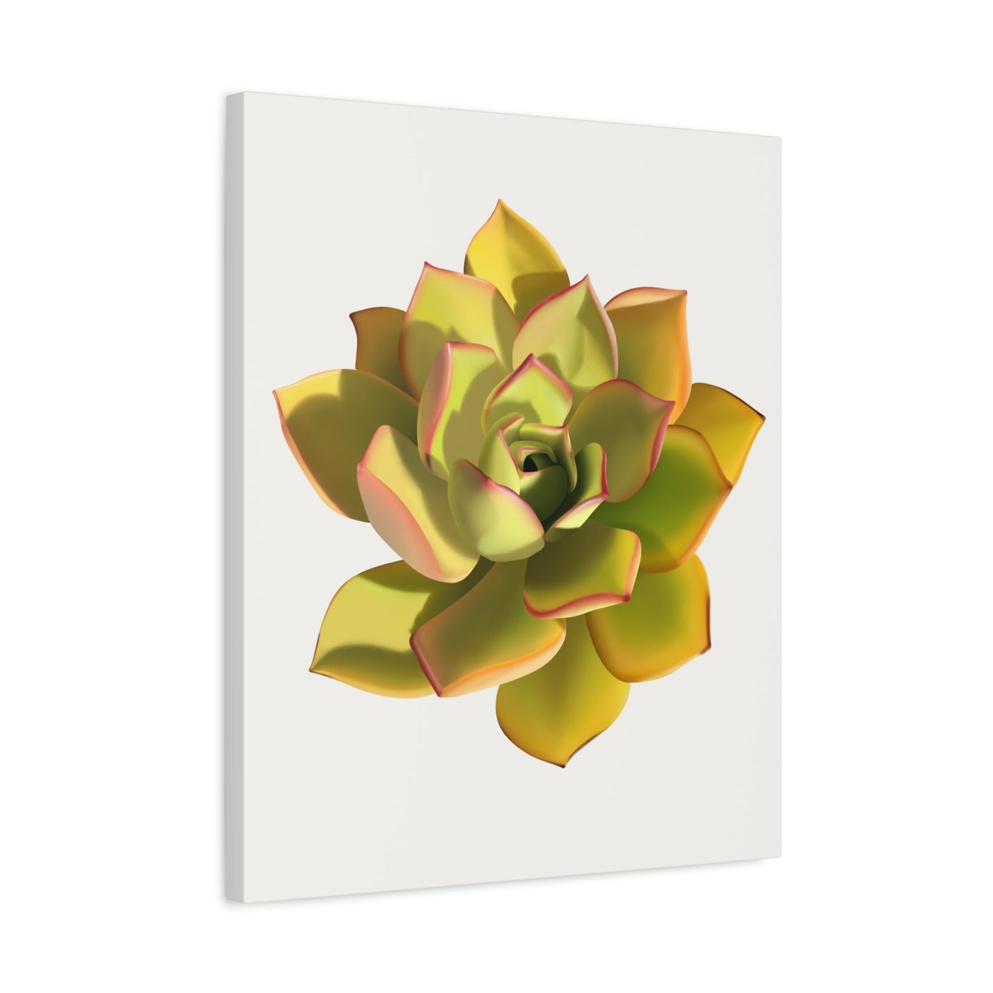 Noble Aeonium Succulent Canvas Print – Botanical Wall Art