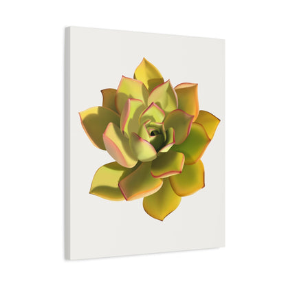 Noble Aeonium Succulent Canvas Print – Botanical Wall Art