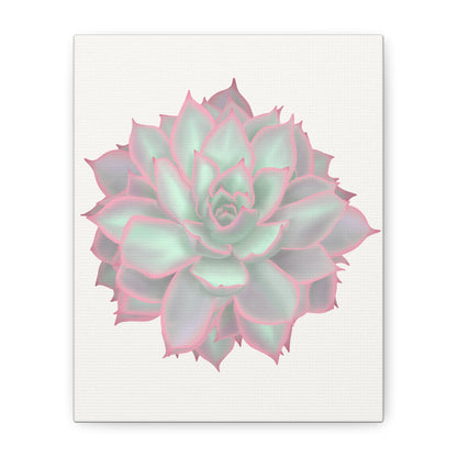 Echeveria Violet Queen Succulent Canvas Print – Botanical Wall Art