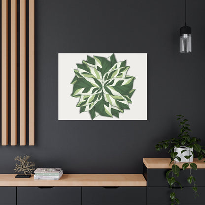 Calathea White Fusion Canvas Print – Botanical Wall Art