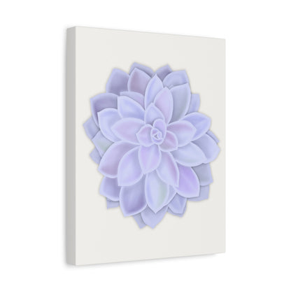 Graptopetalum Murasaki Succulent Canvas Print – Botanical Wall Art