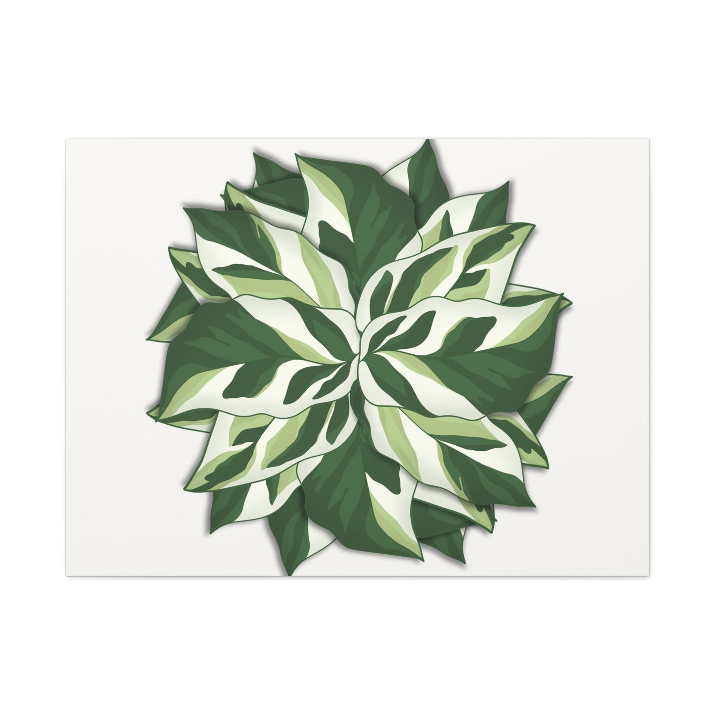 Calathea White Fusion Canvas Print – Botanical Wall Art