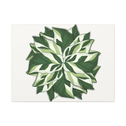 Calathea White Fusion Canvas Print – Botanical Wall Art