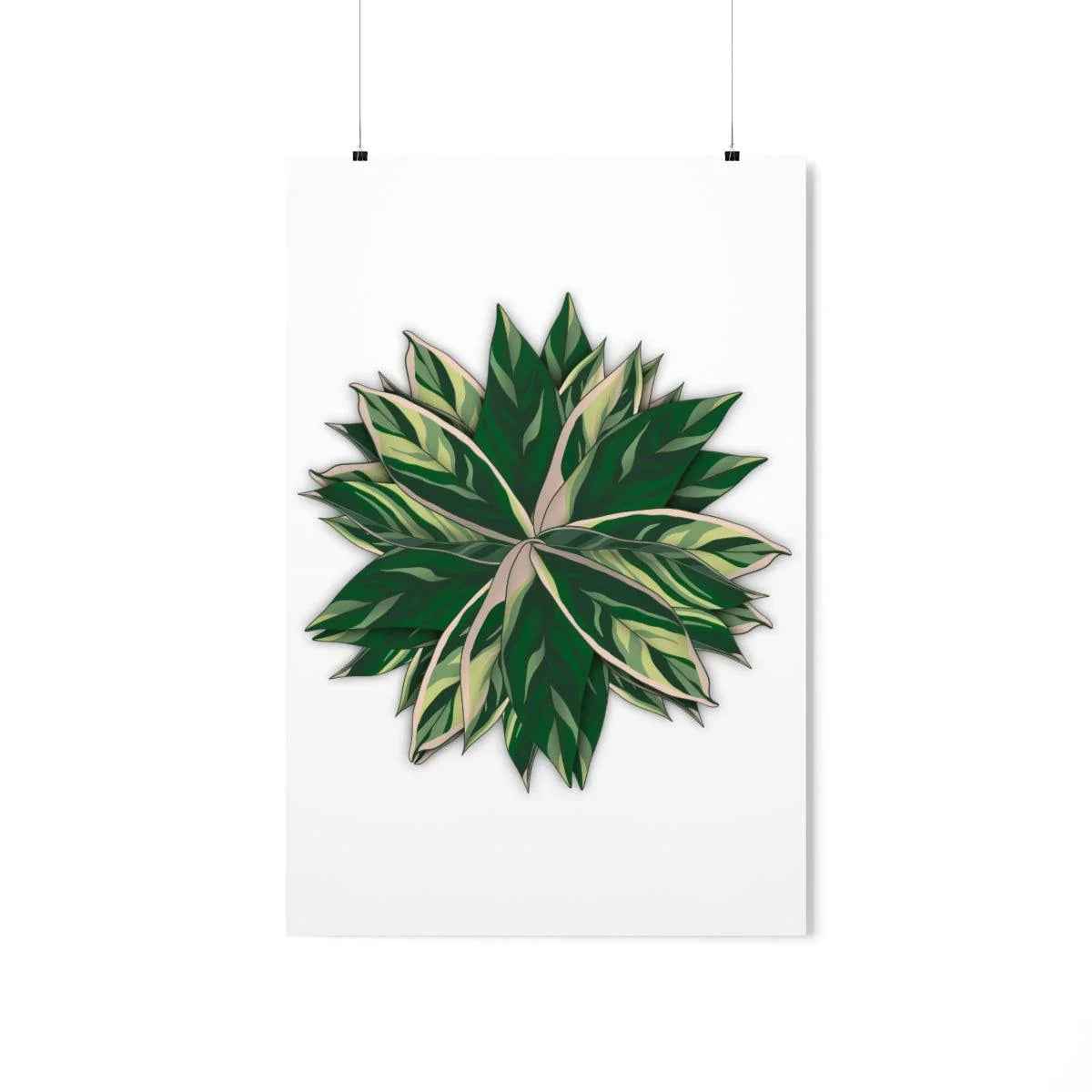 Stromanthe Triostar Botanical Print – Unframed Wall Art