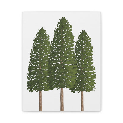 Ponderosa Pine Canvas Print – Wall Art