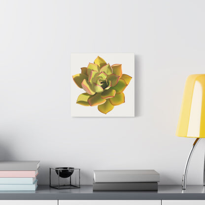 Noble Aeonium Succulent Canvas Print – Botanical Wall Art