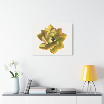 Noble Aeonium Succulent Canvas Print – Botanical Wall Art
