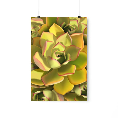 Noble Aeonium Succulent Pattern Botanical Print – Unframed Wall Art