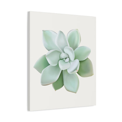 Pachyveria Haagei Succulent Canvas Print – Botanical Wall Art