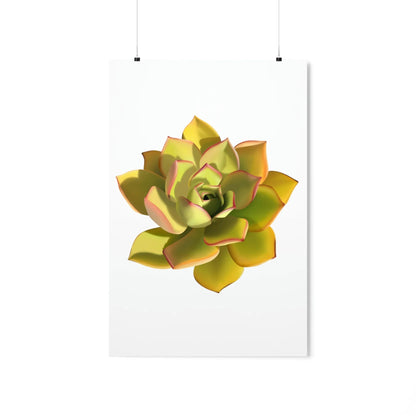 Noble Aeonium Succulent Botanical Print – Unframed Wall Art