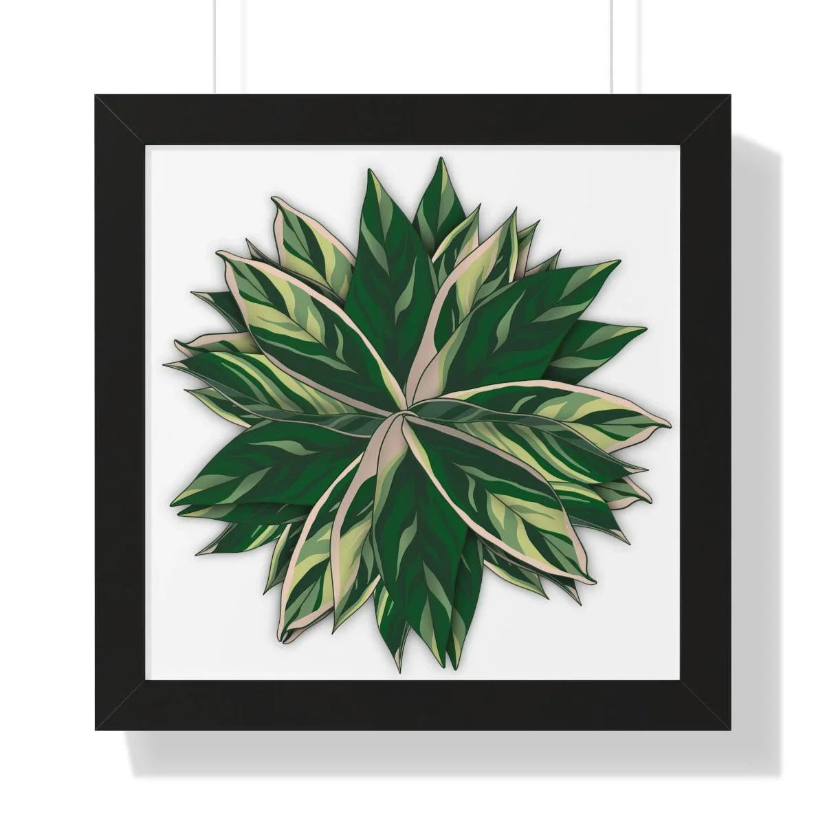 Stromanthe Triostar Framed Print – Botanical Wall Art