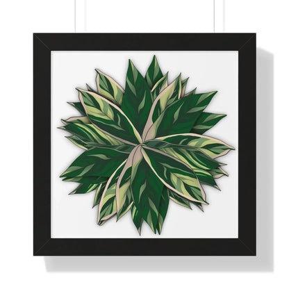 Stromanthe Triostar Framed Print – Botanical Wall Art