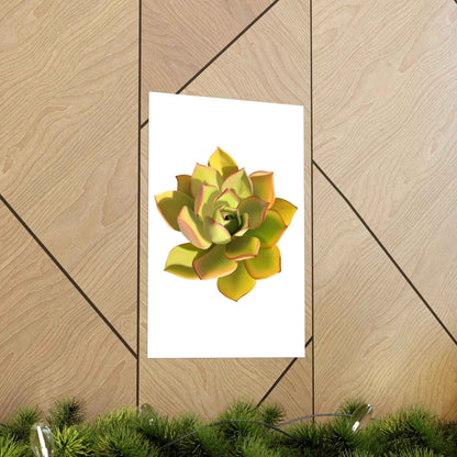 Noble Aeonium Succulent Botanical Print – Unframed Wall Art