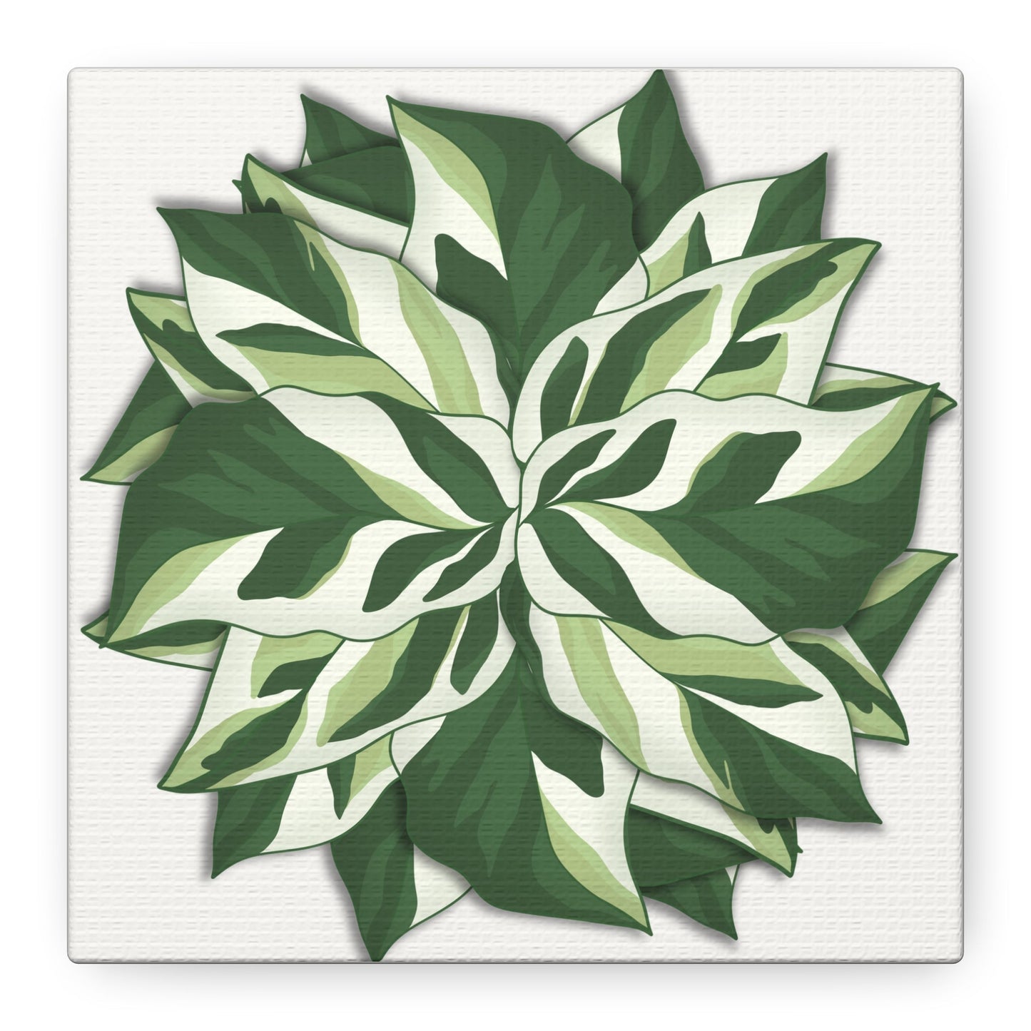 Calathea White Fusion Canvas Print – Botanical Wall Art
