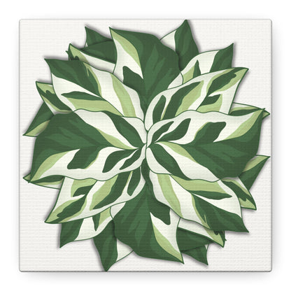 Calathea White Fusion Canvas Print – Botanical Wall Art