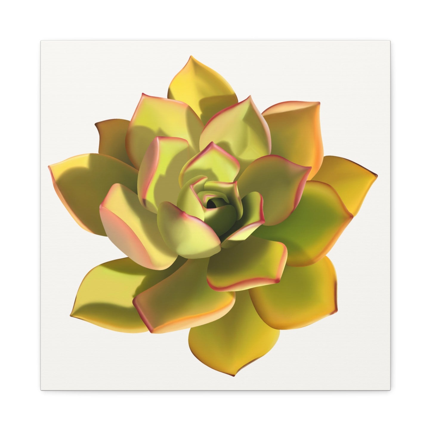 Noble Aeonium Succulent Canvas Print – Botanical Wall Art