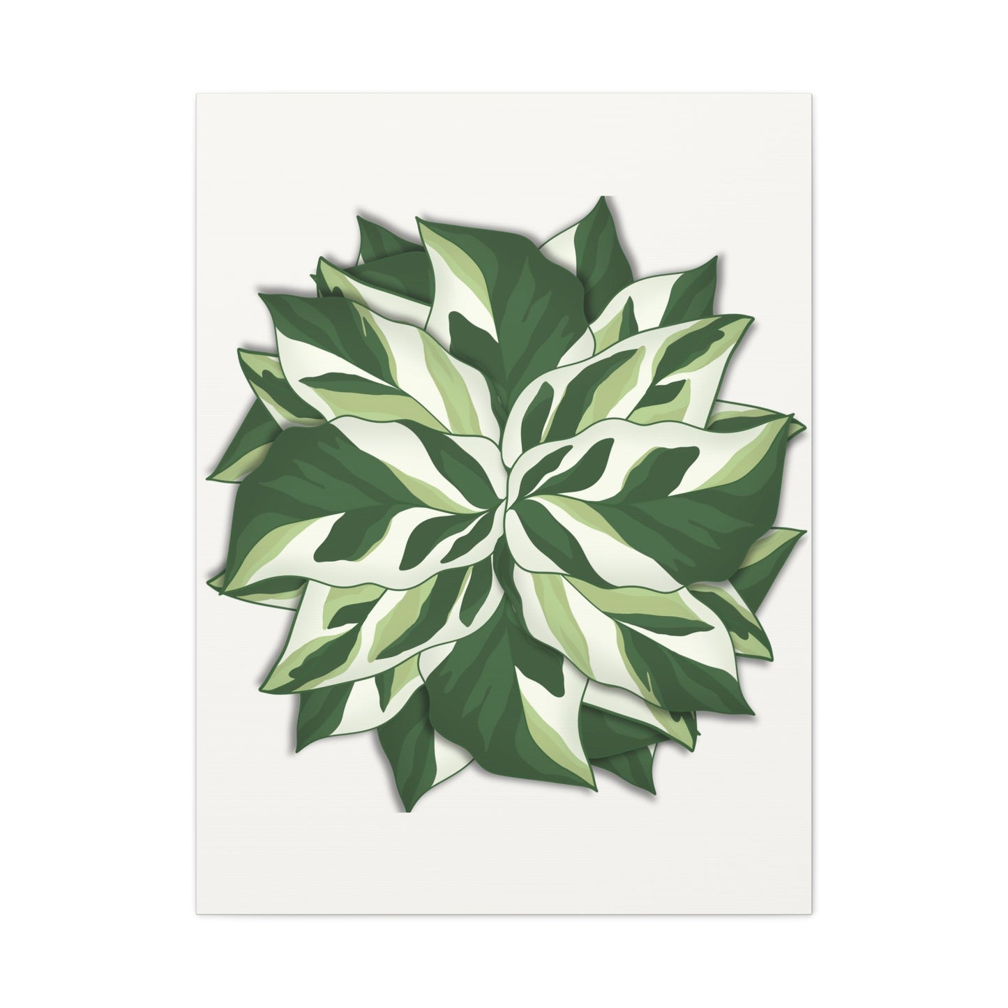 Calathea White Fusion Canvas Print – Botanical Wall Art