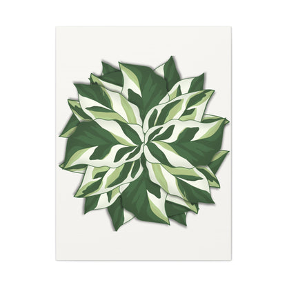 Calathea White Fusion Canvas Print – Botanical Wall Art