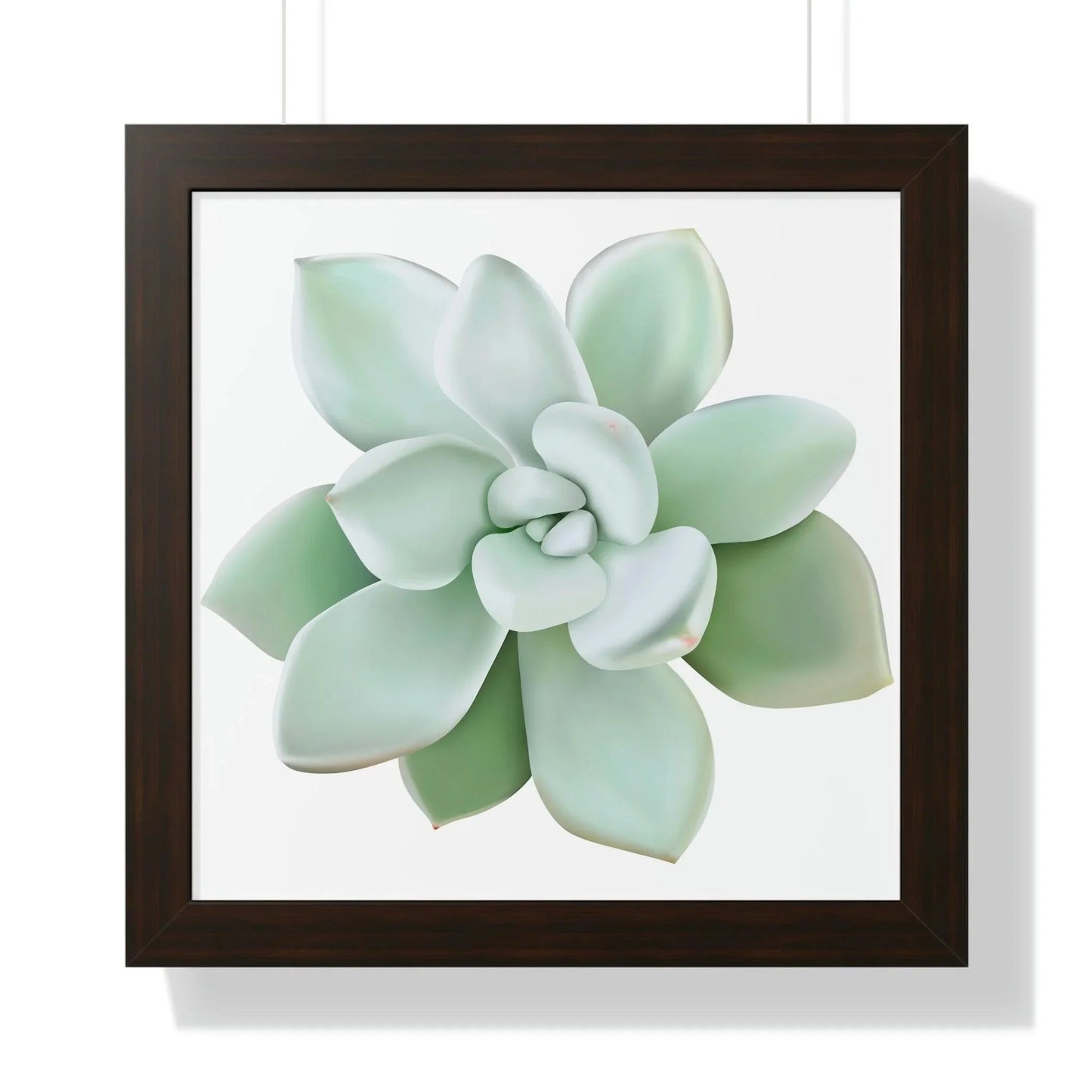 Pachyveria Haagei Succulent Framed Print – Botanical Wall Art
