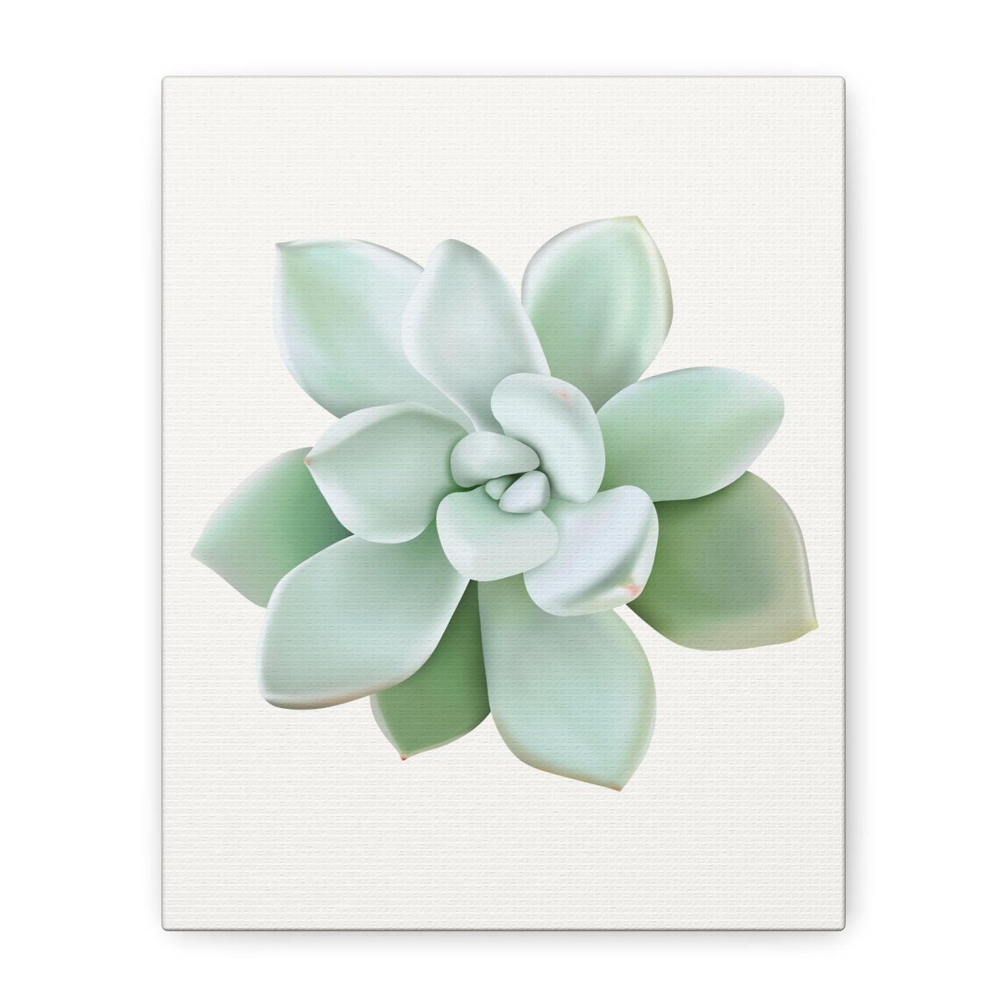Pachyveria Haagei Succulent Canvas Print – Botanical Wall Art