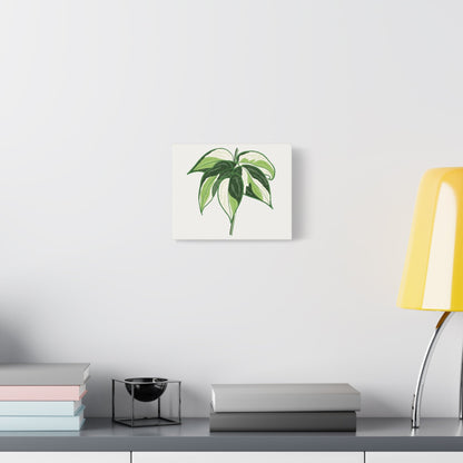 Philodendron Cream Splash Canvas Print – Botanical Wall Art