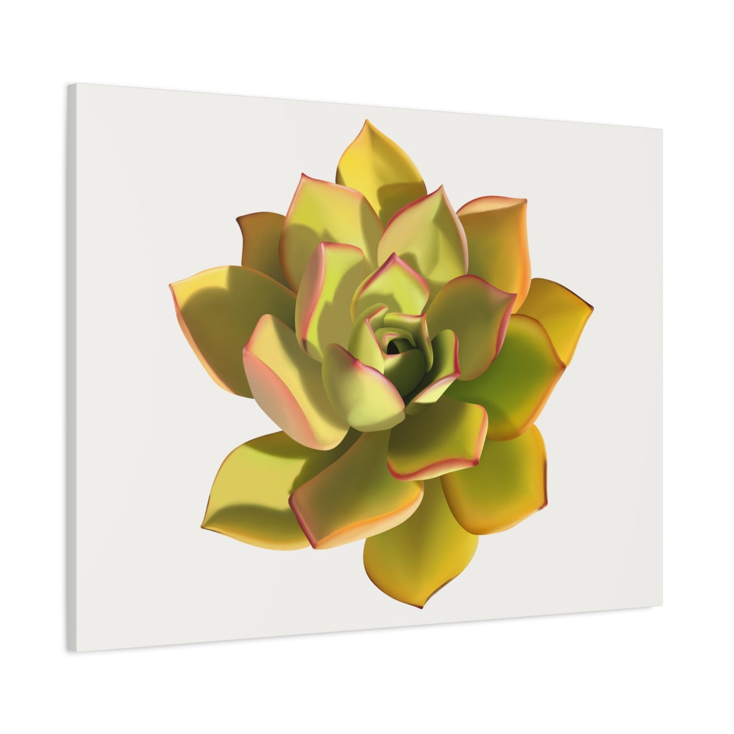 Noble Aeonium Succulent Canvas Print – Botanical Wall Art