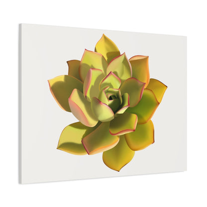 Noble Aeonium Succulent Canvas Print – Botanical Wall Art