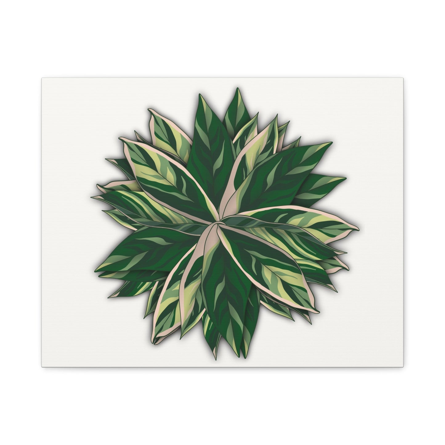 Stromanthe Triostar Canvas Print – Botanical Wall Art
