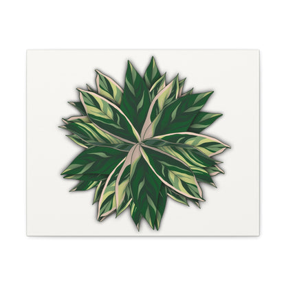 Stromanthe Triostar Canvas Print – Botanical Wall Art