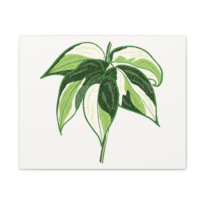 Philodendron Cream Splash Canvas Print – Botanical Wall Art