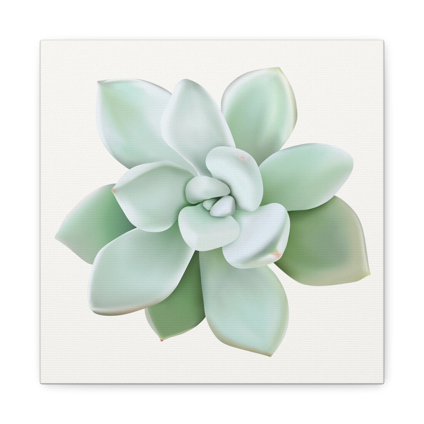 Pachyveria Haagei Succulent Canvas Print – Botanical Wall Art