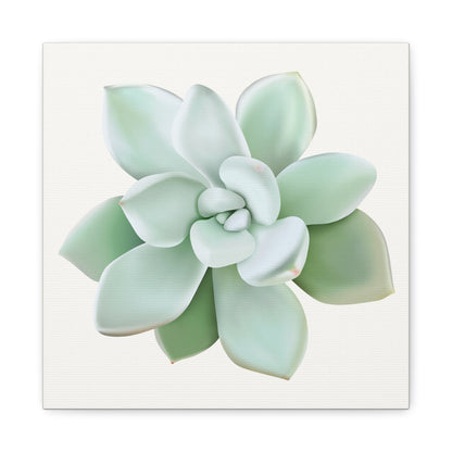 Pachyveria Haagei Succulent Canvas Print – Botanical Wall Art