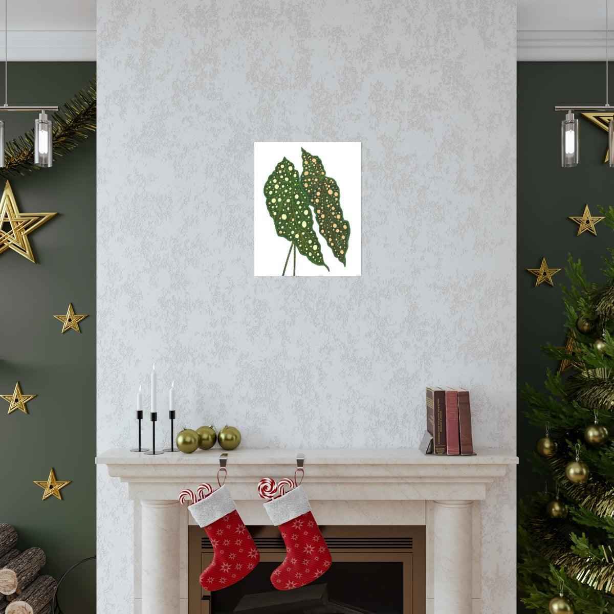 Begonia Maculata Botanical Print – Unframed Wall Art