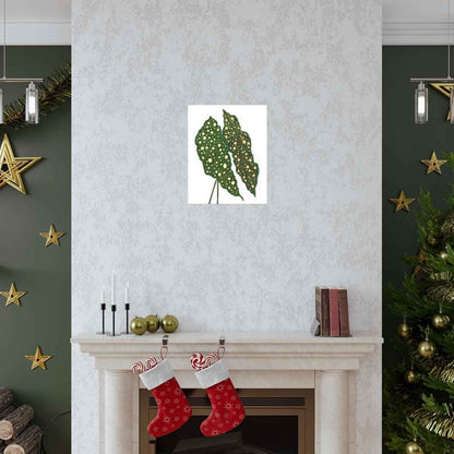 Begonia Maculata Botanical Print – Unframed Wall Art
