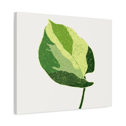 Manjula Pothos Illustrated Canvas Print – Botanical Wall Art
