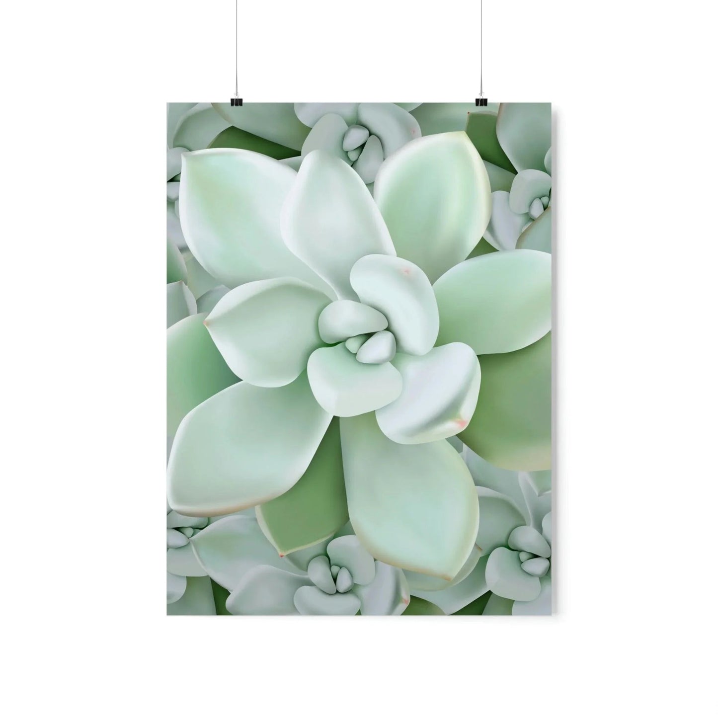 Pachyveria Haagei Succulent Pattern Botanical Print – Unframed Wall Art