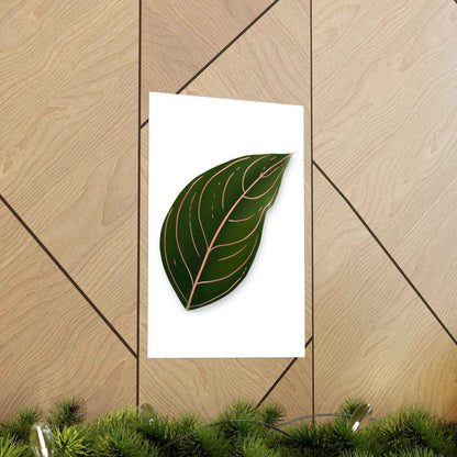 Aglaonema Rotundum Botanical Print – Unframed Wall Art