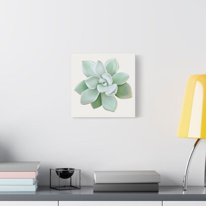 Pachyveria Haagei Succulent Canvas Print – Botanical Wall Art