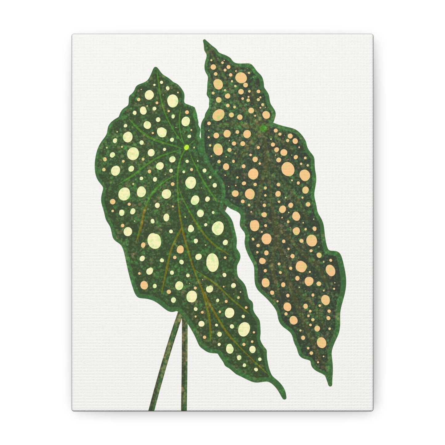 Begonia Maculata Canvas Print – Botanical Wall Art