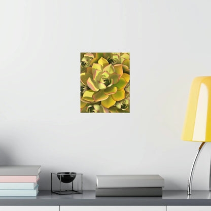 Noble Aeonium Succulent Pattern Botanical Print – Unframed Wall Art
