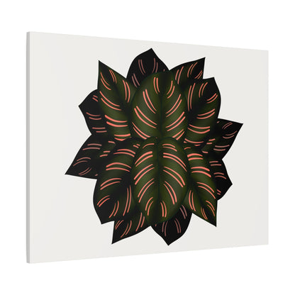 Calathea Pinstripe Canvas Print – Botanical Wall Art
