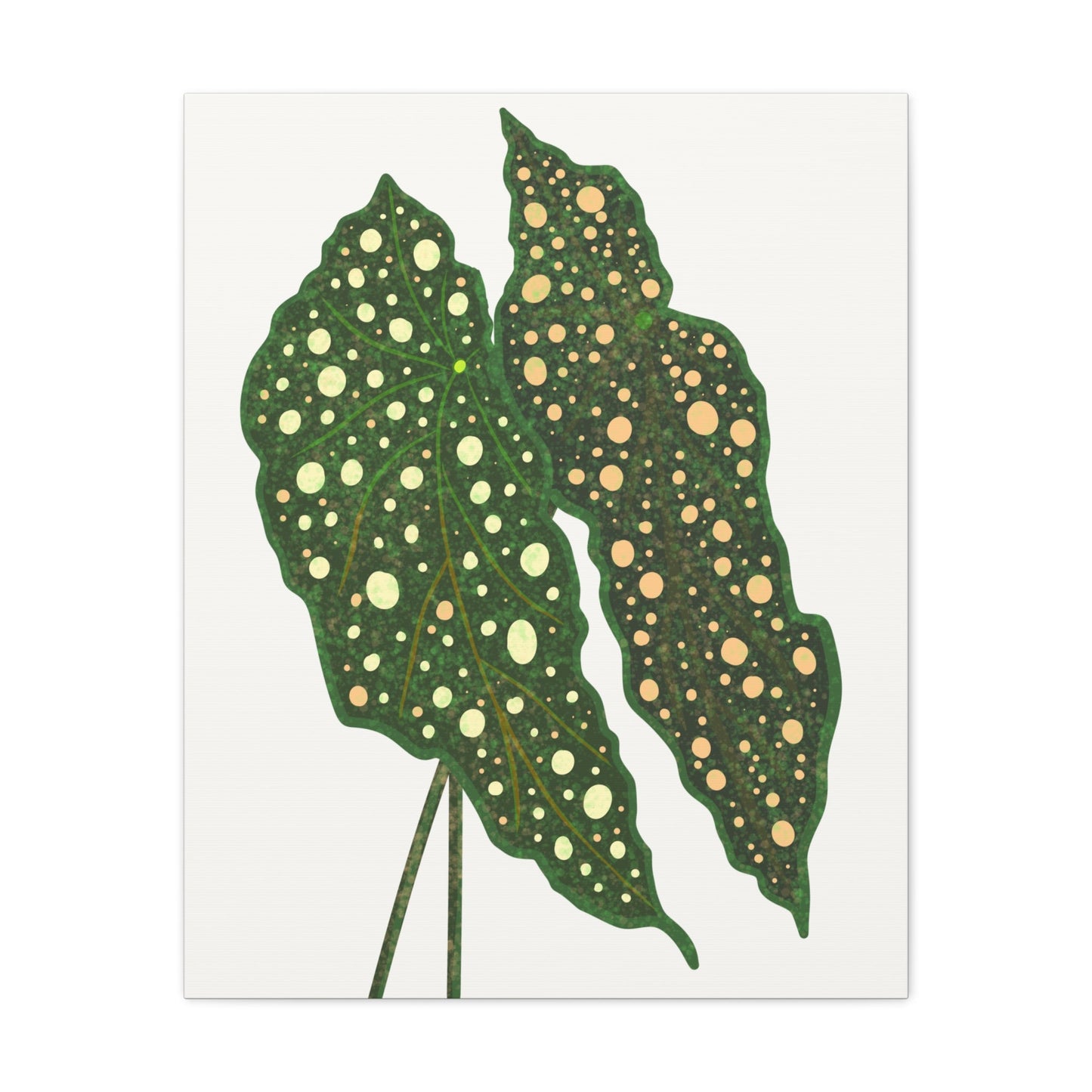 Begonia Maculata Canvas Print – Botanical Wall Art