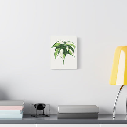 Philodendron Cream Splash Canvas Print – Botanical Wall Art